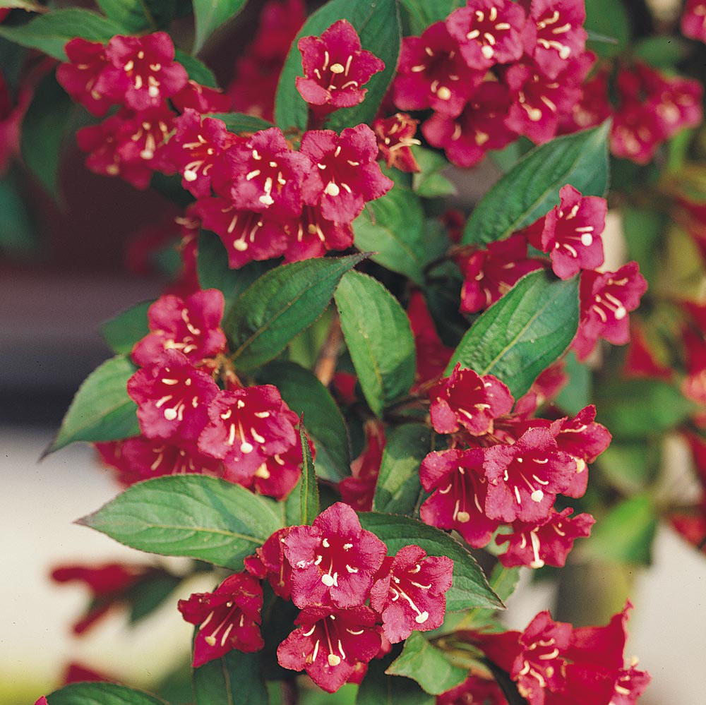 Weigela 'Red Prince'