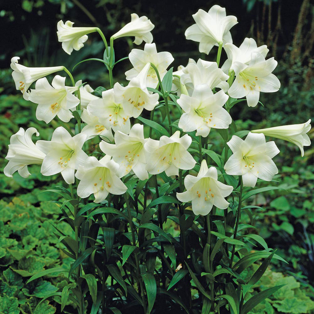 Lily 'Trumpet White'