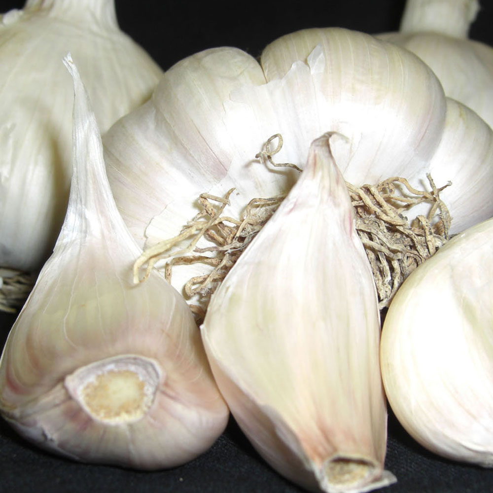 Garlic 'Picardy Wight' (Spring Planting)