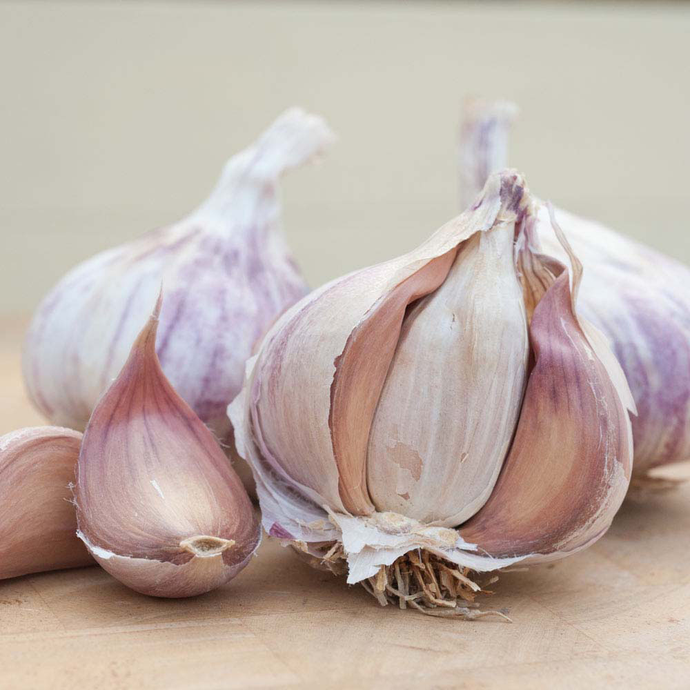 Garlic 'Germidour' (Autumn Planting)