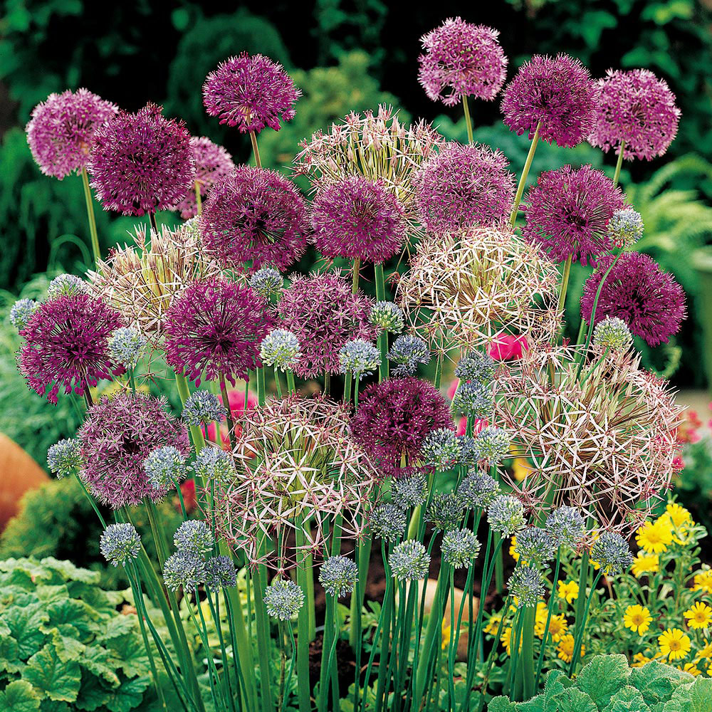 Allium 'Lover's Collection'