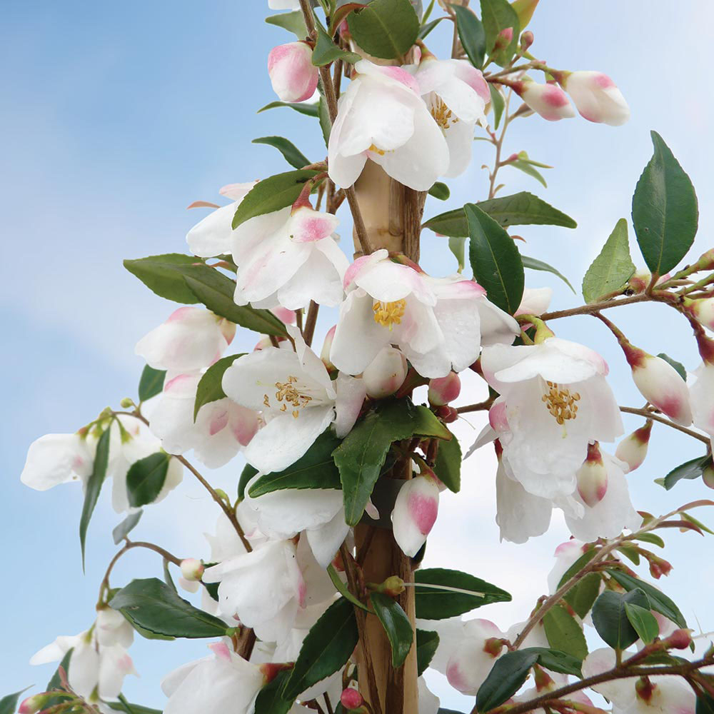 Camellia rosthorniana 'Cupido'