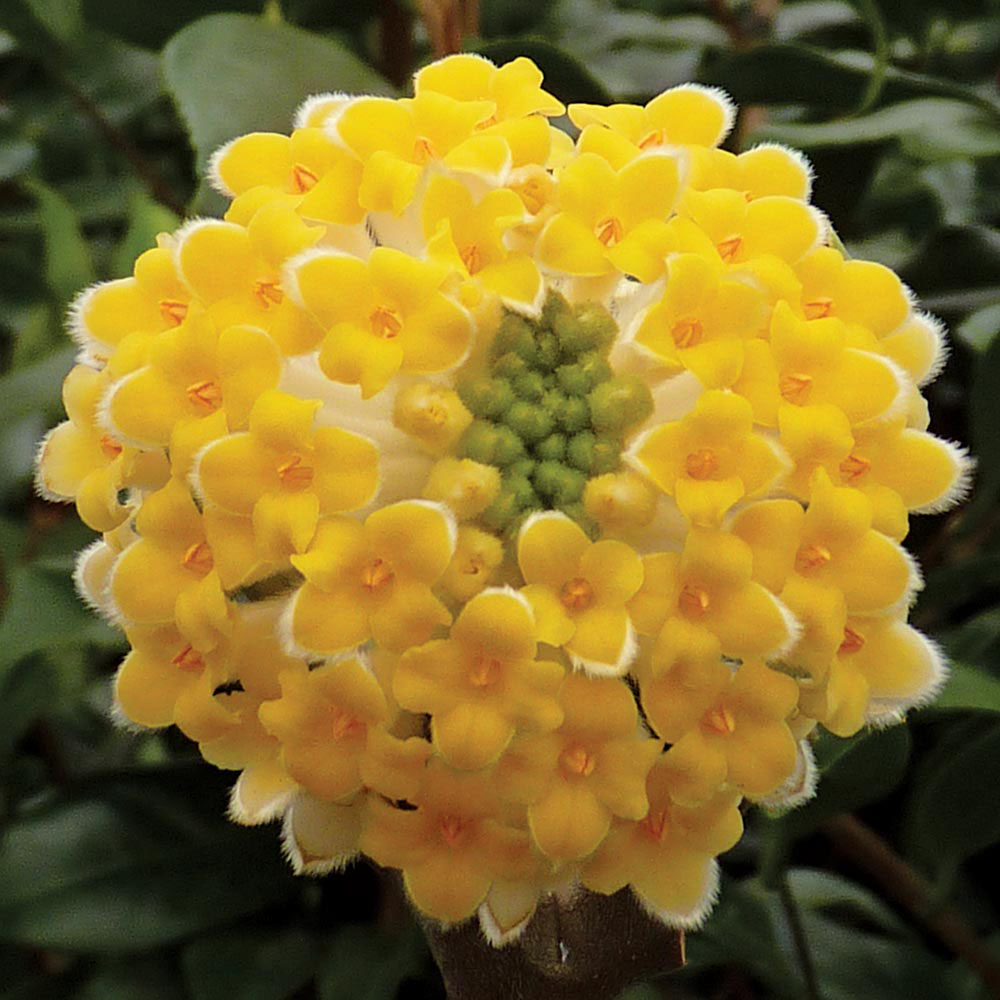 Edgeworthia chrysantha 'Grandiflora'