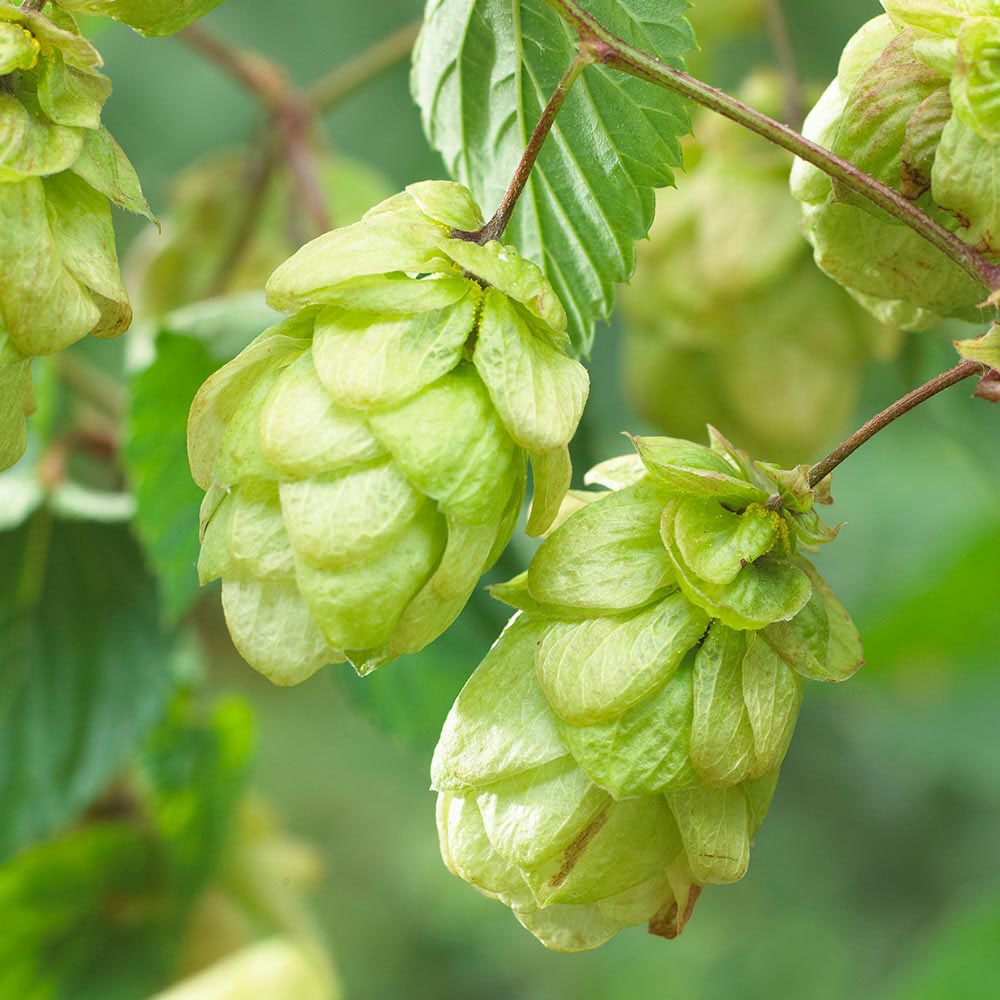 Hops