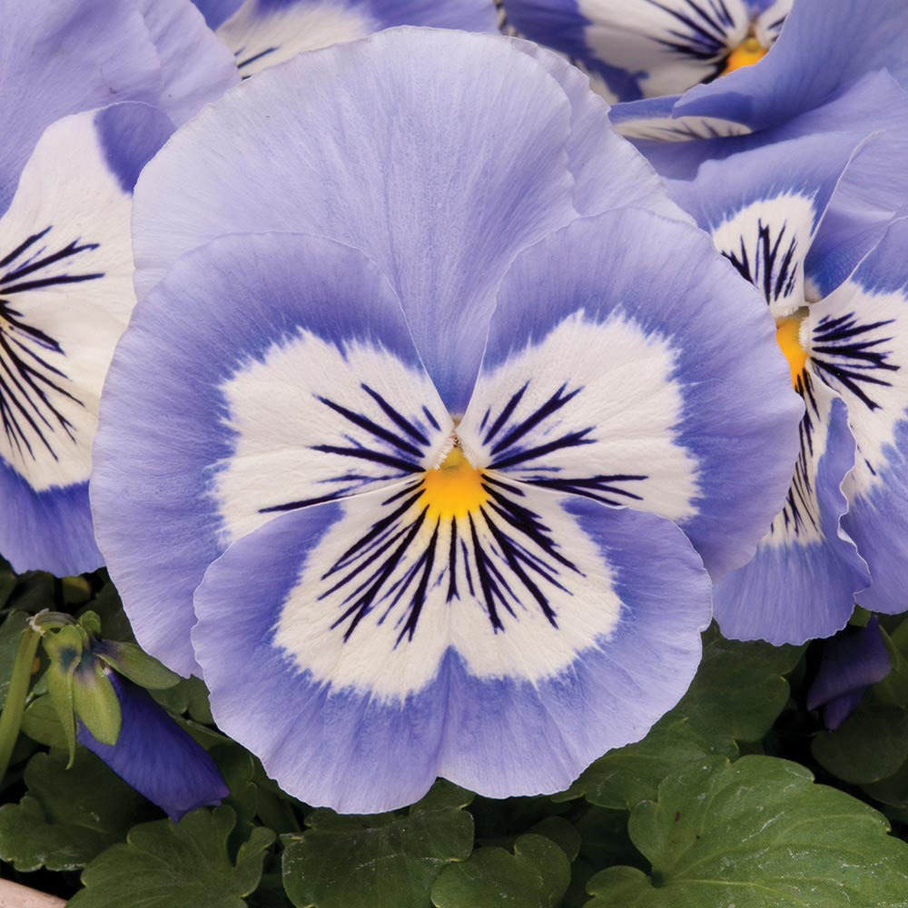 Pansy 'Mystique Blue Halo'