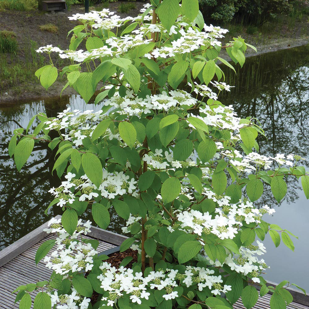 Viburnum plicatum f. tomentosum 'Kilimanjaro Sunrise'