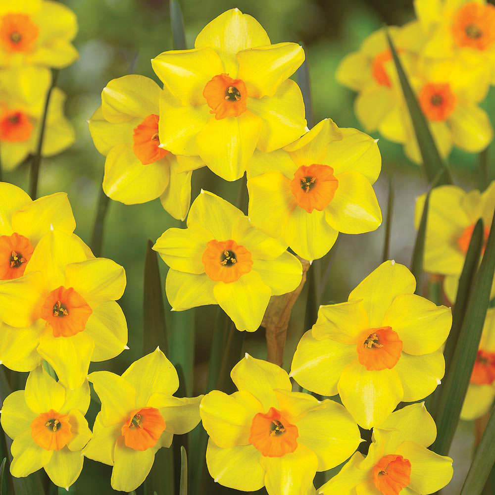 Daffodil 'Martinette'