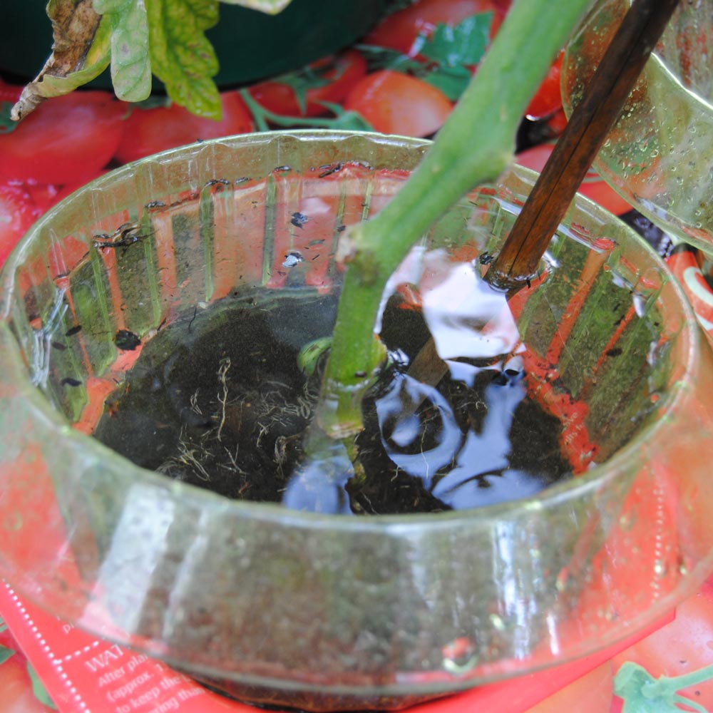 Tomato Watering Collars