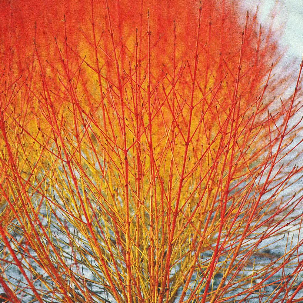 Cornus sanguinea 'Winter Flame'