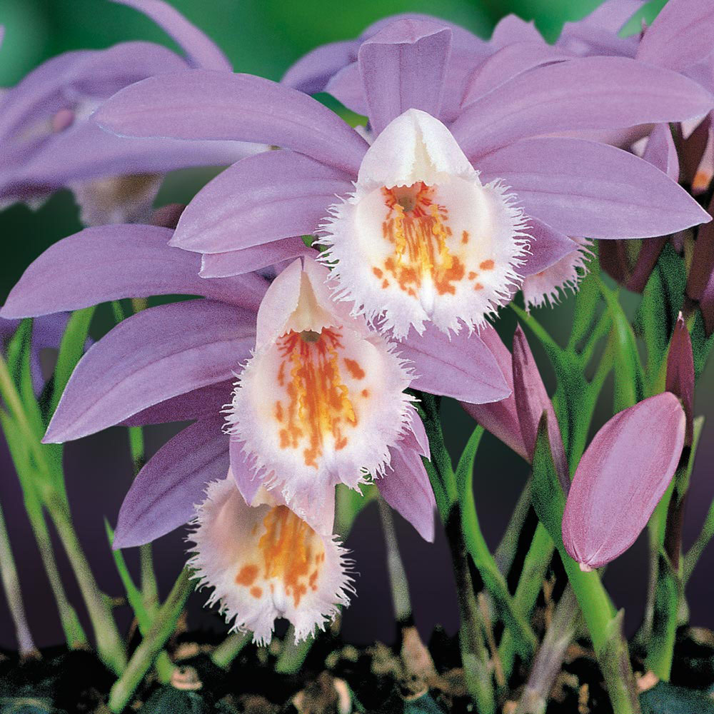 Pleione 'Rossini'