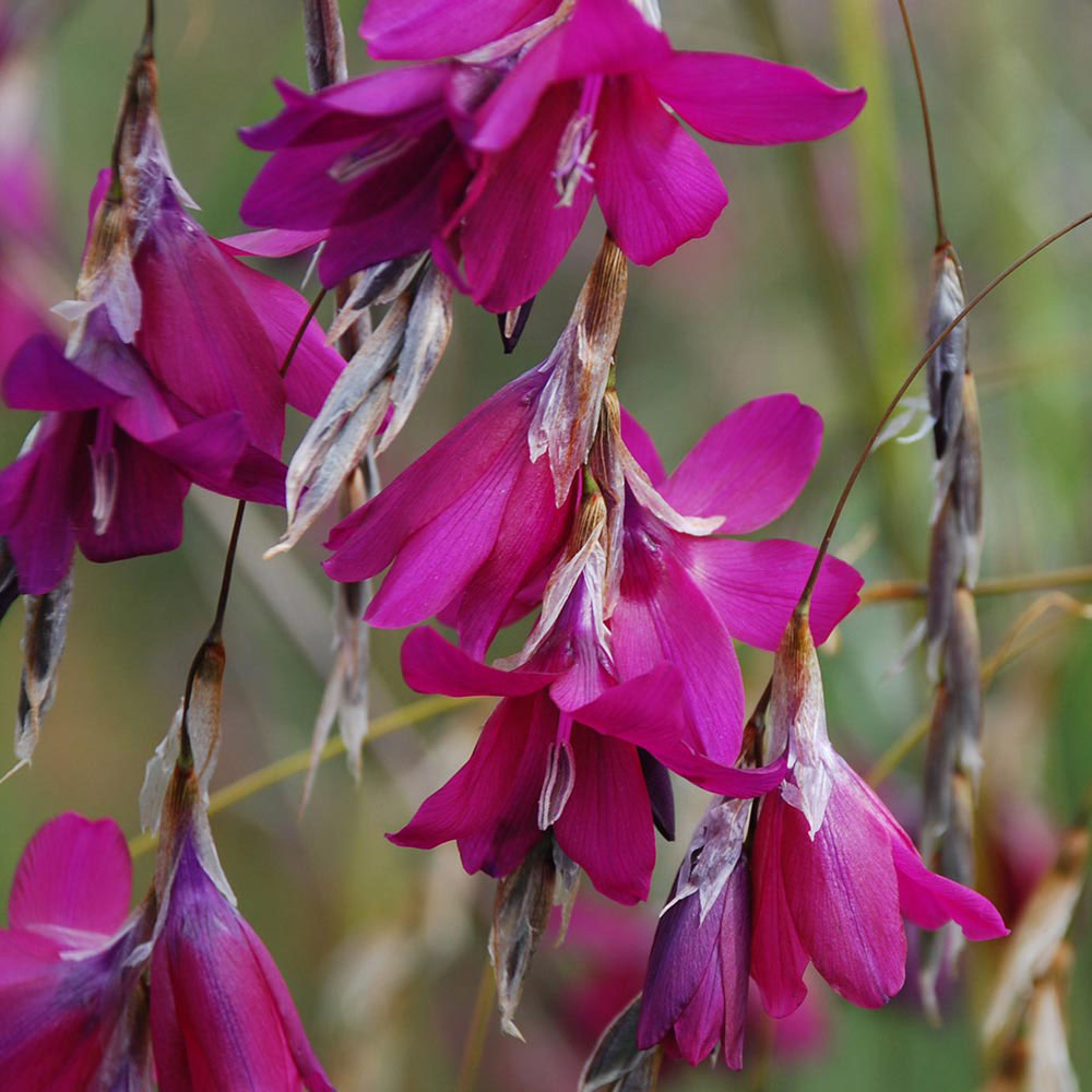 Dierama pulcherrimum 'Blackbird'