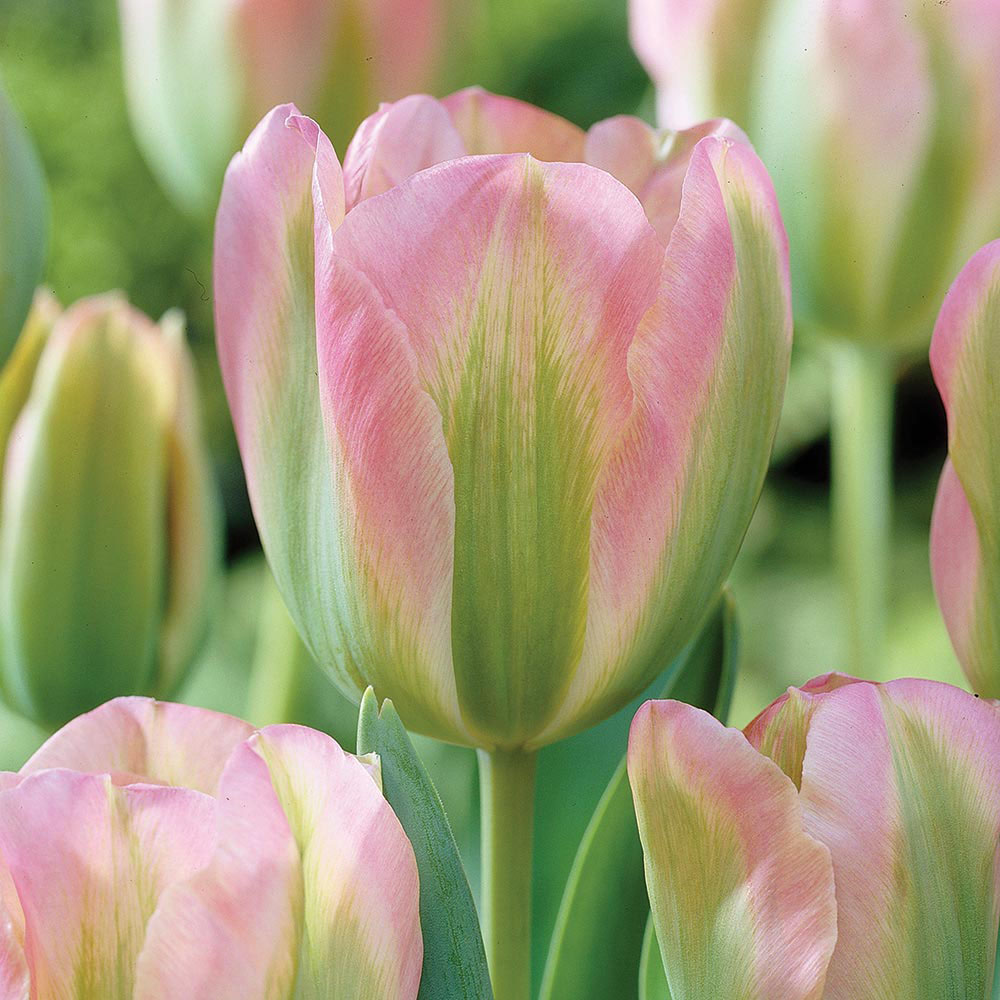 Tulip 'Greenland'