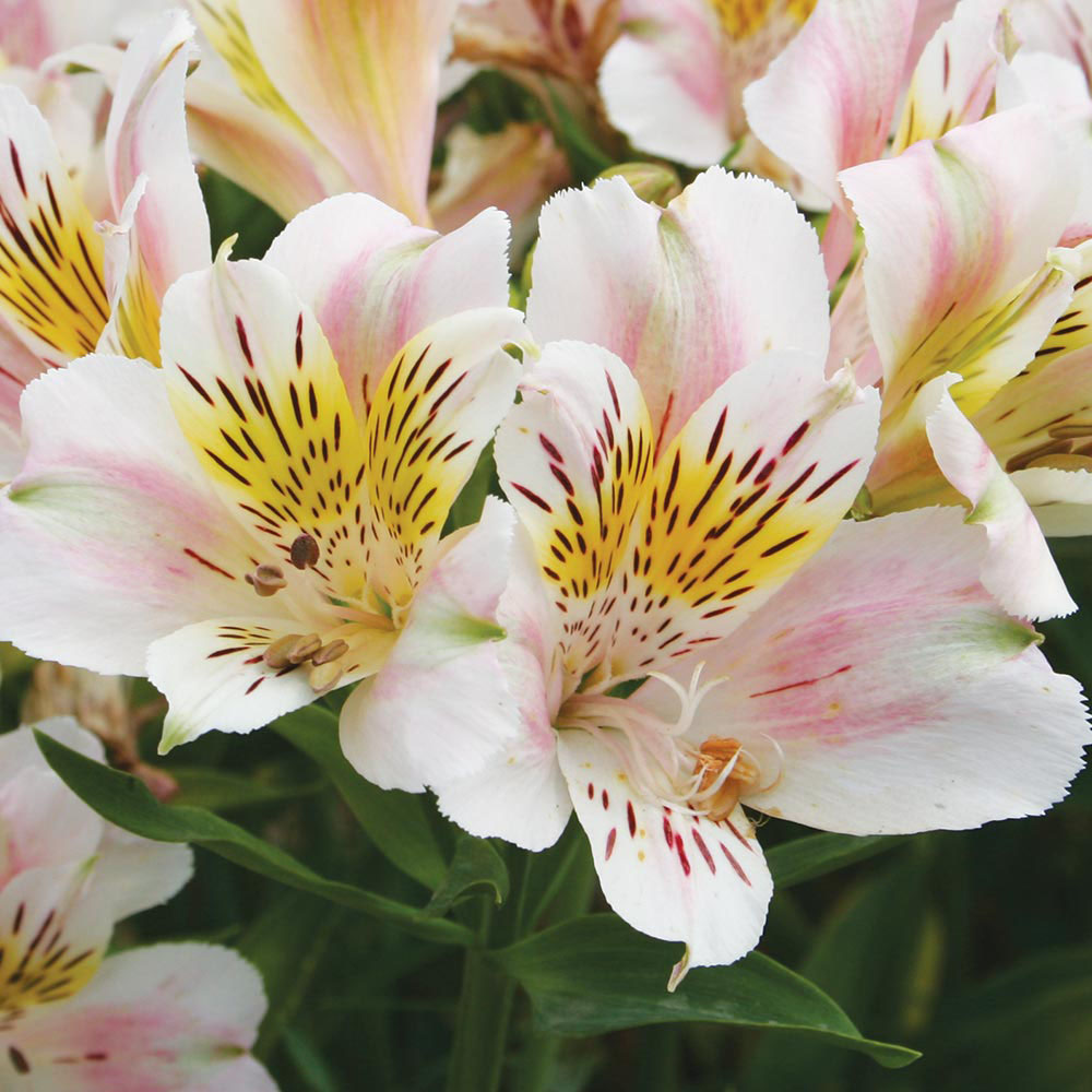 Alstroemeria 'Rivale'