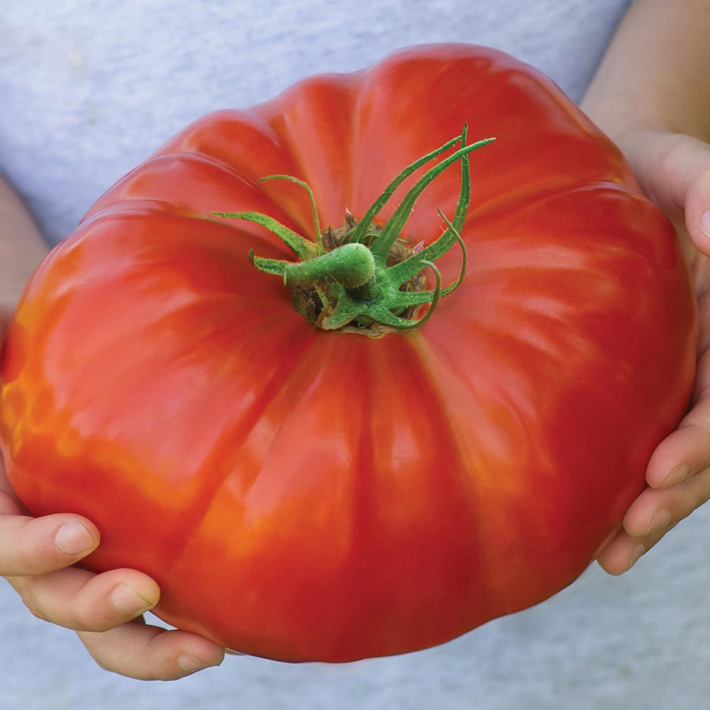 Tomato 'Gigantomo'&reg; F1 Hybrid (Seeds)