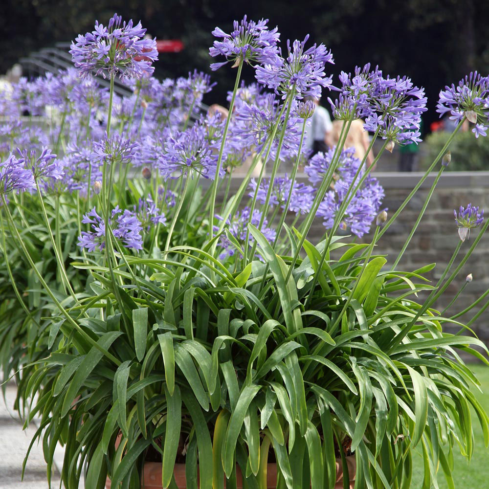 Agapanthus africanus