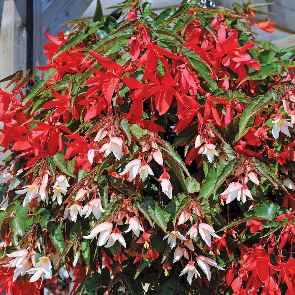 Begonia 'Starshine'