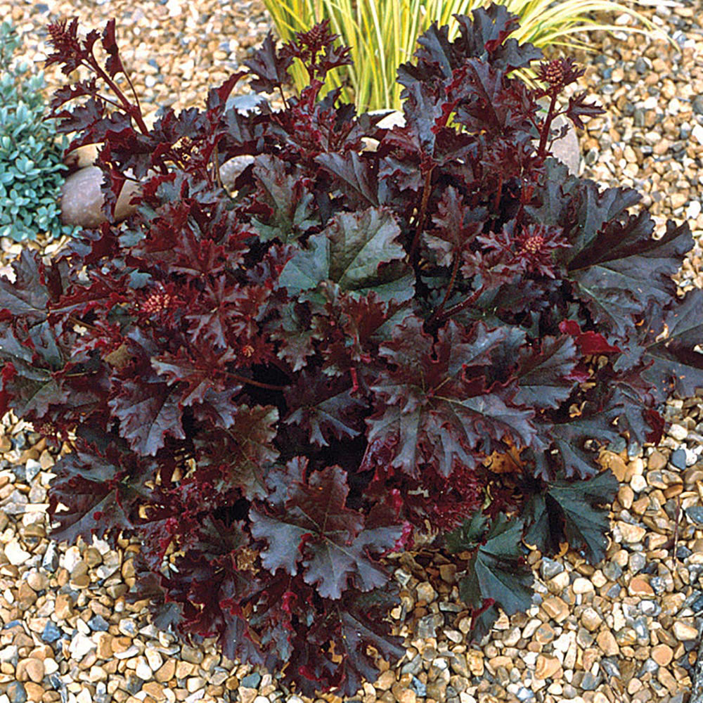 Heuchera 'Crimson Curls'