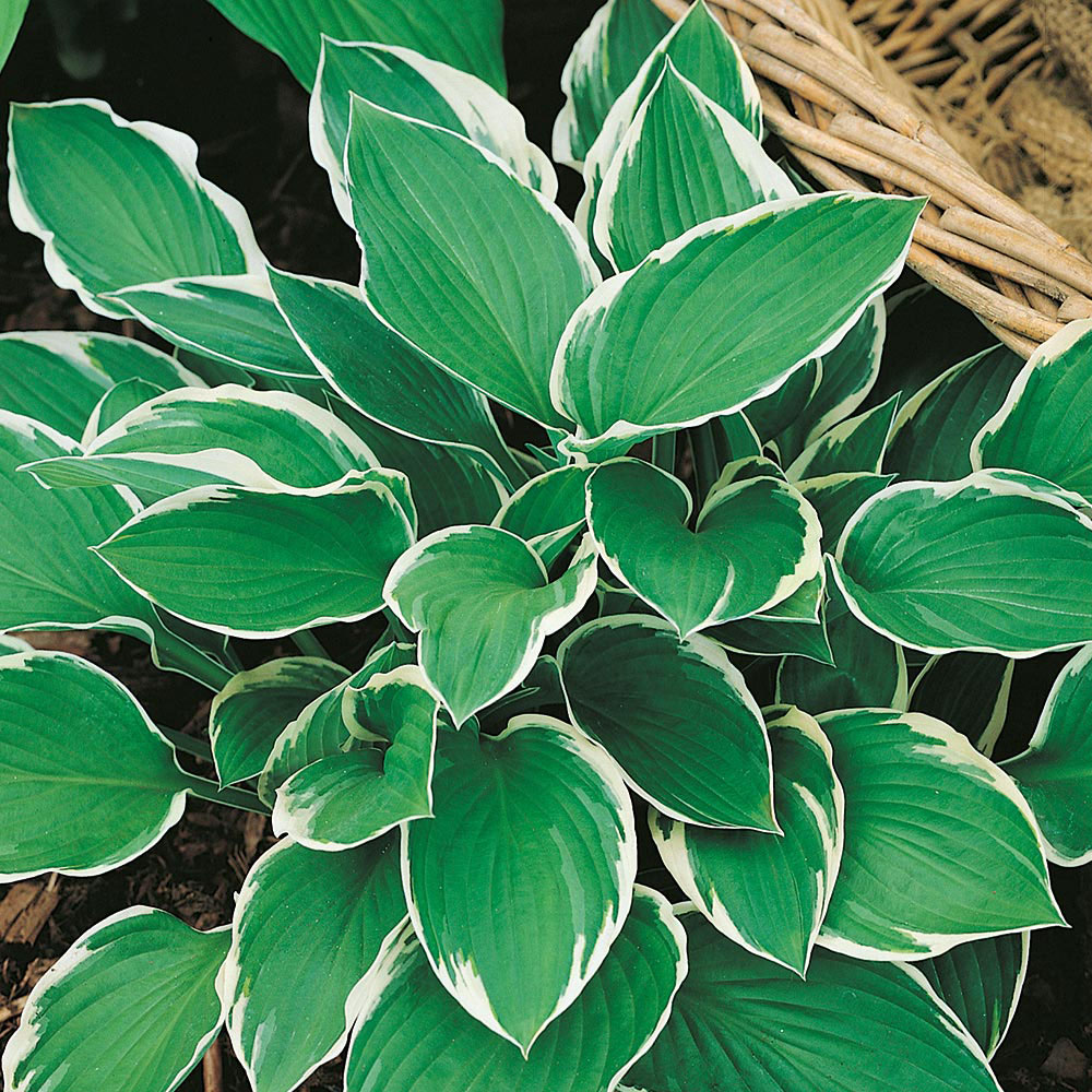 Hosta 'Francee'