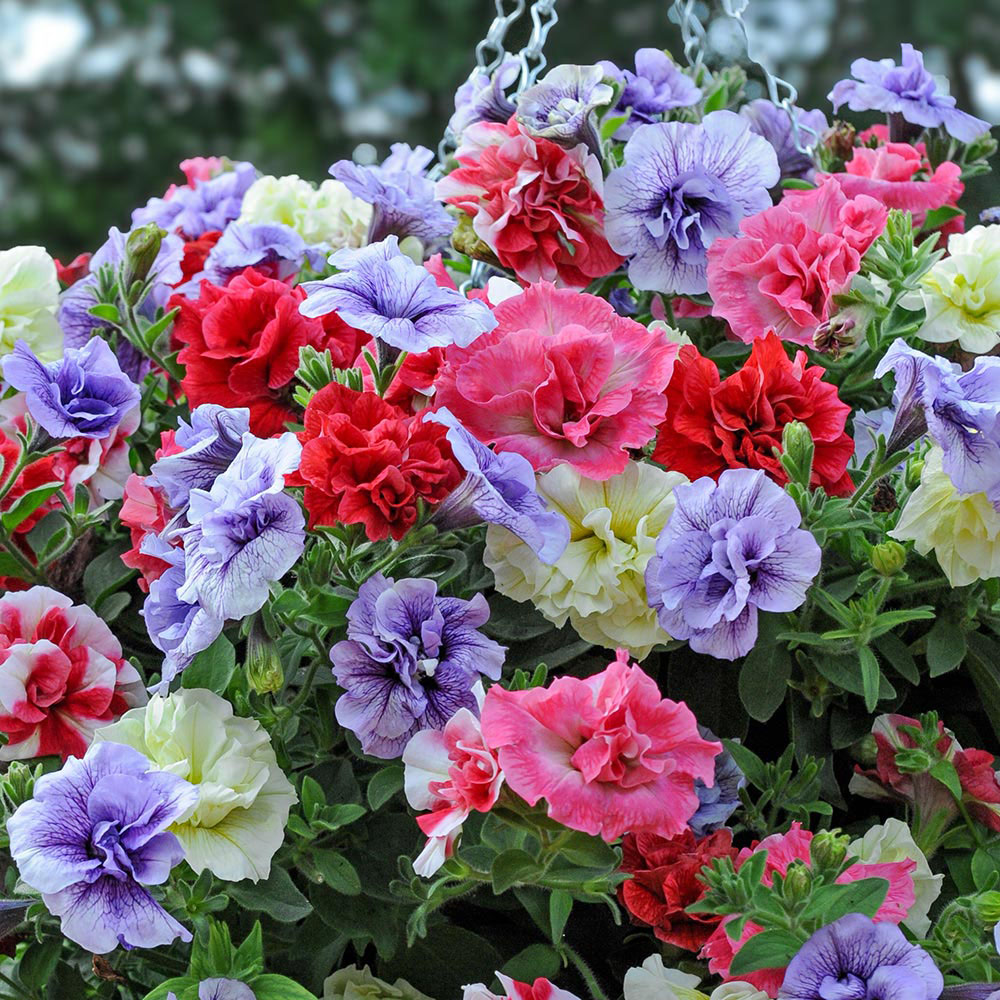 Petunia 'Tumbelina Mix' Pre&#45;Planted Hanging Basket