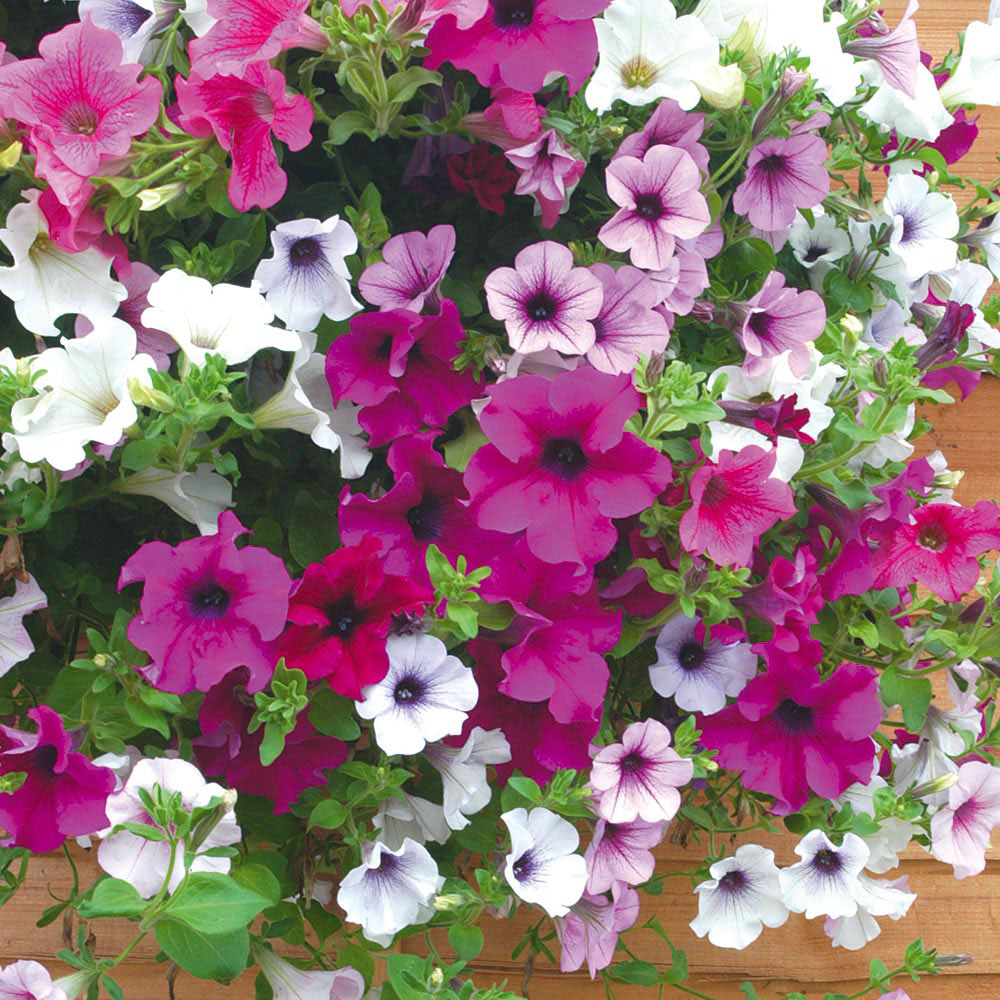 Petunia 'Surfinia Mix' Pre&#45;planted Hanging Basket