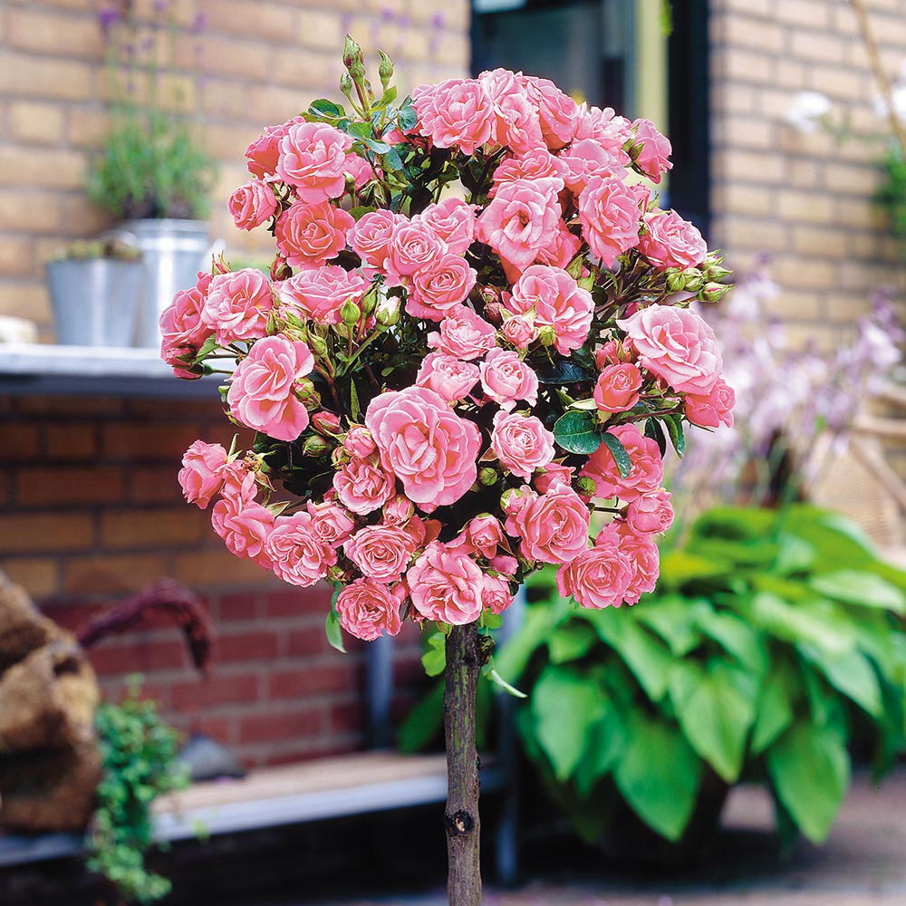 Rose Standard Pink (40cm stem)