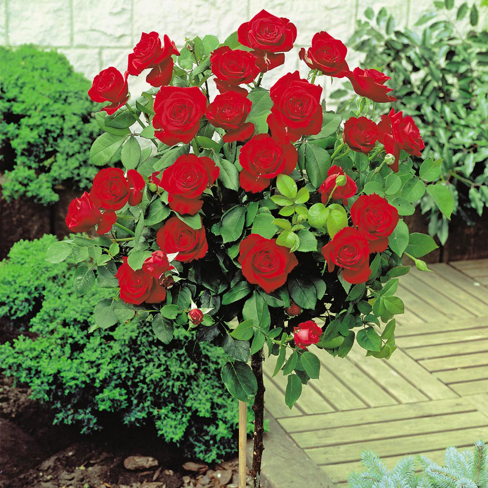 Rose Standard Red (40cm stem)