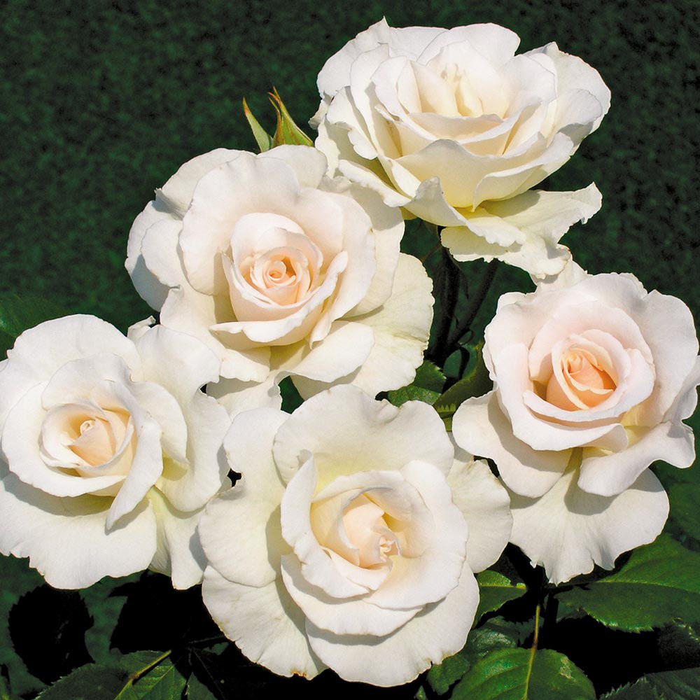 Rose Standard White (40cm stem)