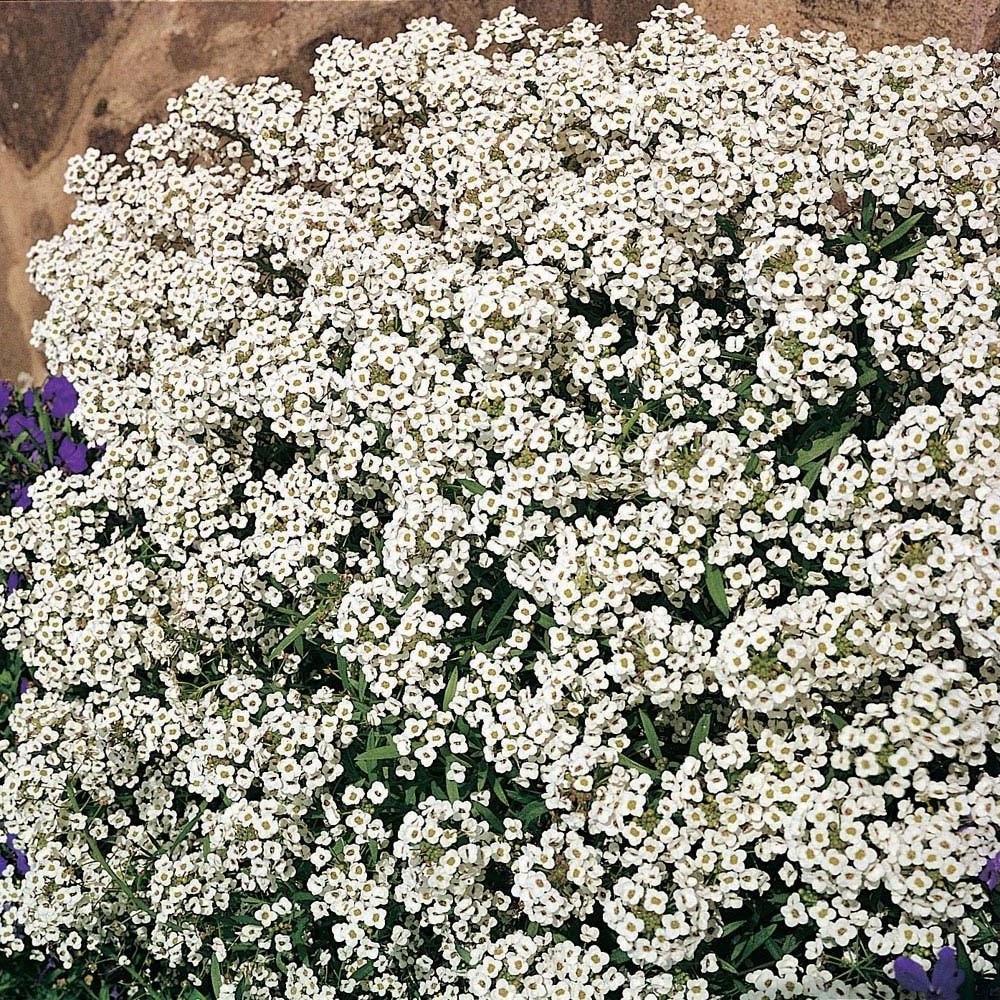 Alyssum 'Carpet Of Snow' (Seeds)