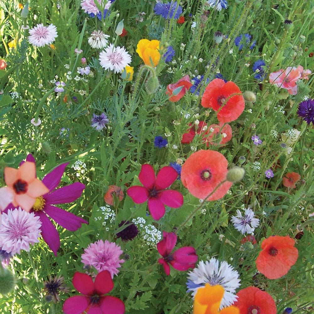 Annual Early Flowering Mixed (Seeds)