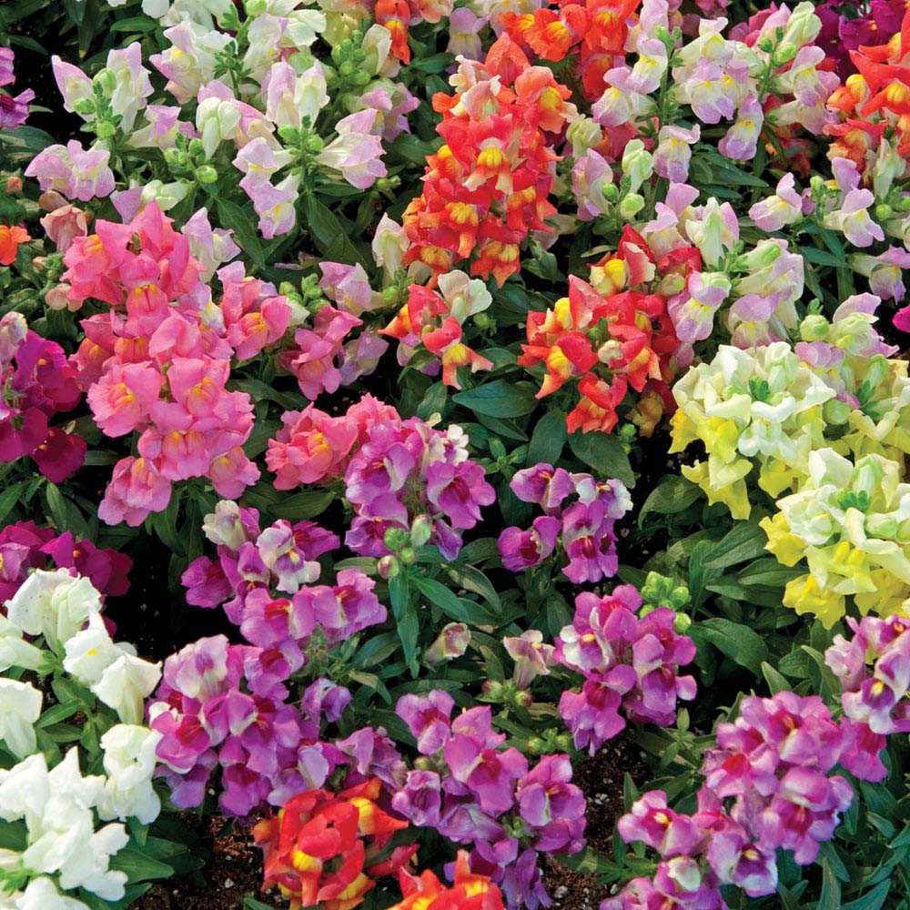 Antirrhinum 'Magic Carpet Mix' (Seeds)