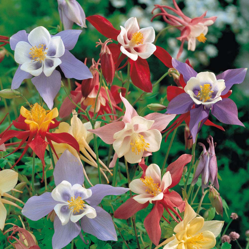 Aquilegia 'Pretty Bonnets Mix' (Seeds)