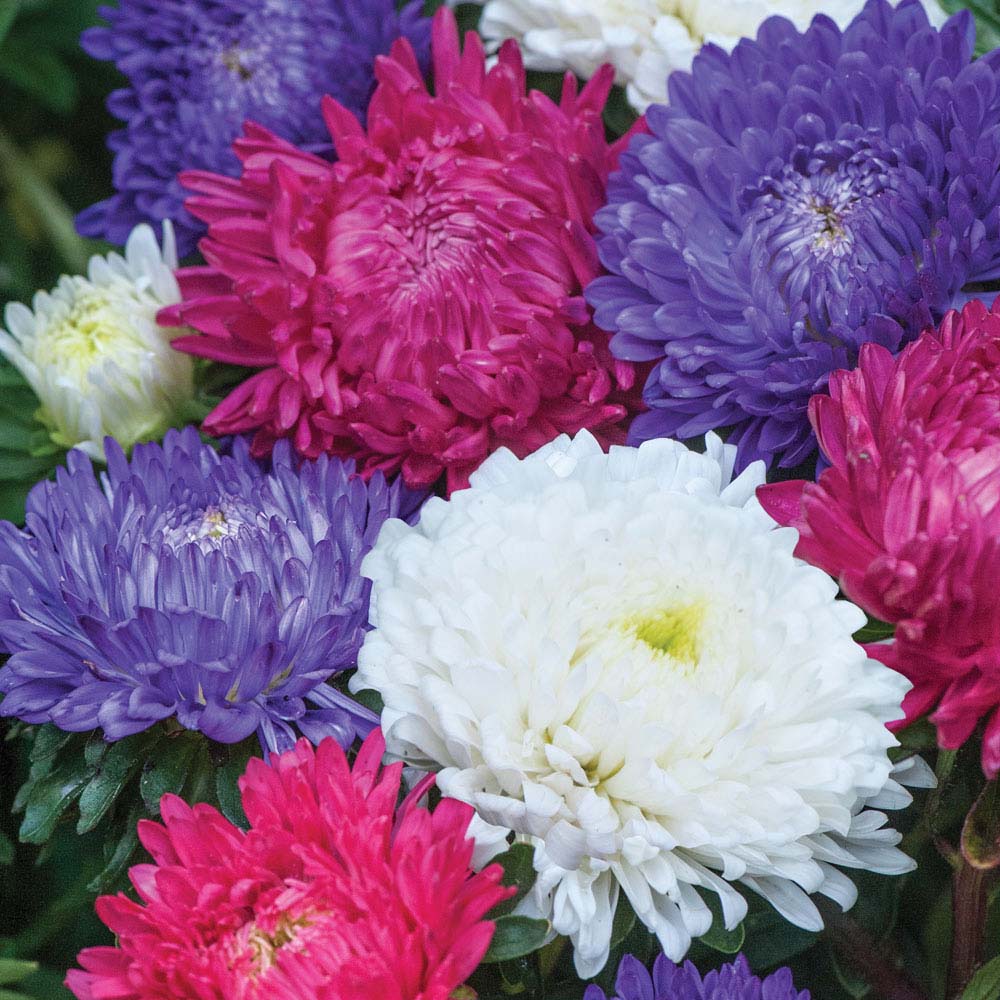 Aster 'Milady Mix' (Seeds)