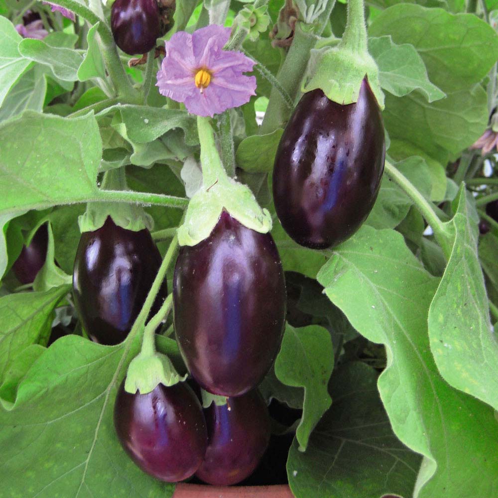 Aubergine 'Galine' F1 Hybrid (Seeds)