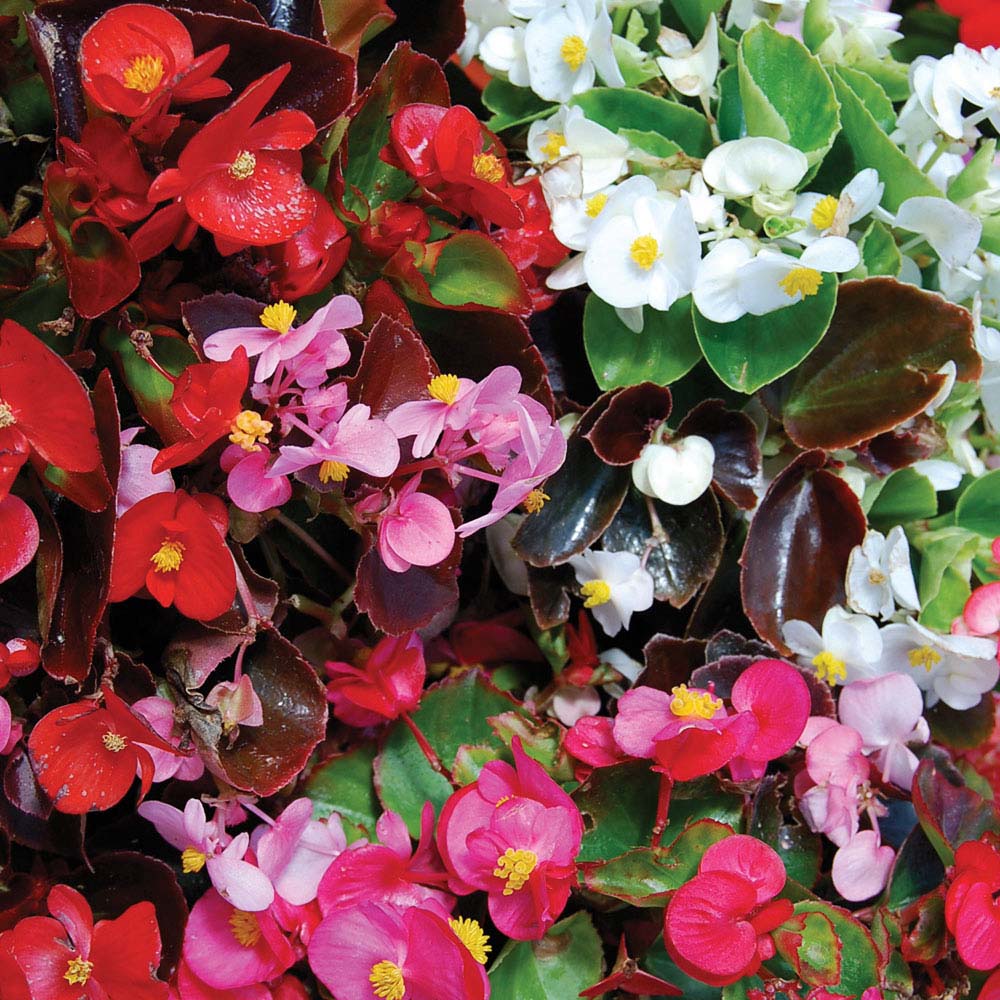 Begonia semperflorens 'Sun Shade Mix' F2 Hybrid (Seeds)