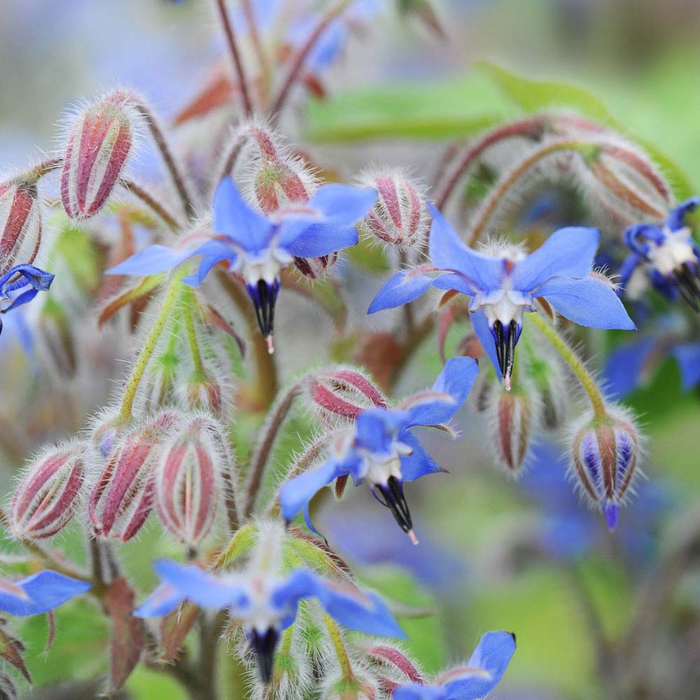 Borage (Seeds)