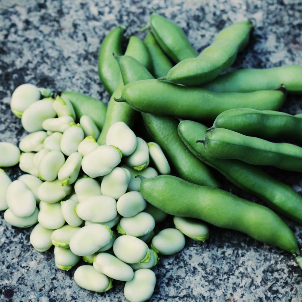 Broad Bean 'The Sutton' (Seeds)