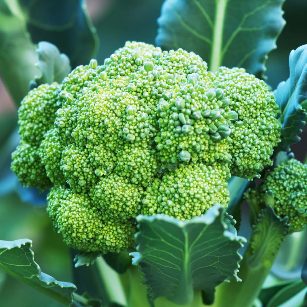 Broccoli 'Belstar' F1 Hybrid (Calabrese) (Seeds)