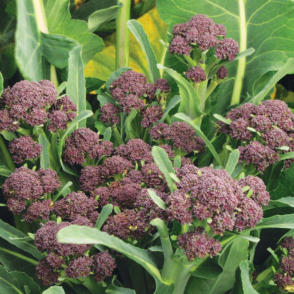 Broccoli 'Summer Purple' (Purple Sprouting) (Seeds)