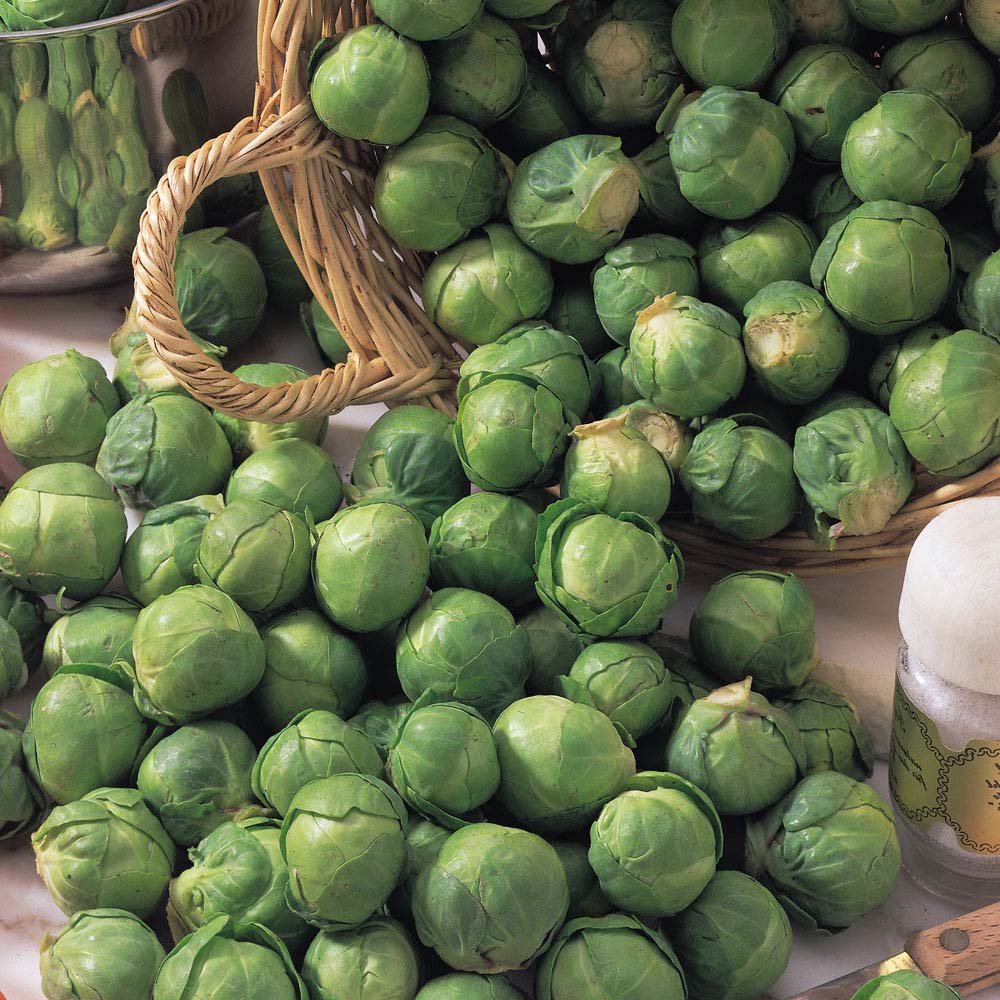 Brussels Sprout 'Bedford' (Seeds)