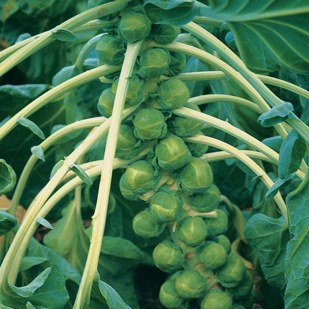 Brussels Sprout 'Brilliant' F1 Hybrid (Seeds)