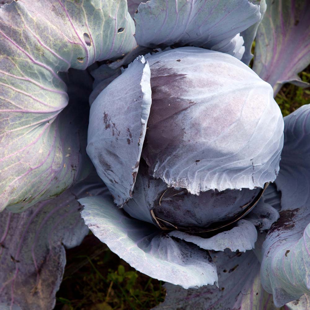 Cabbage 'Ruby Ball' F1 Hybrid (Autumn) (Seeds)
