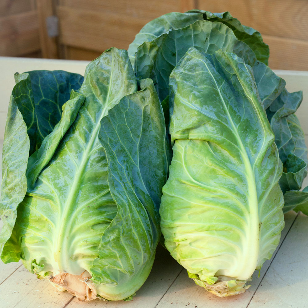 Cabbage 'Greyhound' (Summer/Autumn) (Seeds)