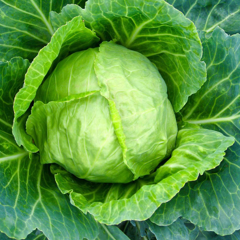 Image of Cabbage 'Primo 11' (Summer) (Seeds)