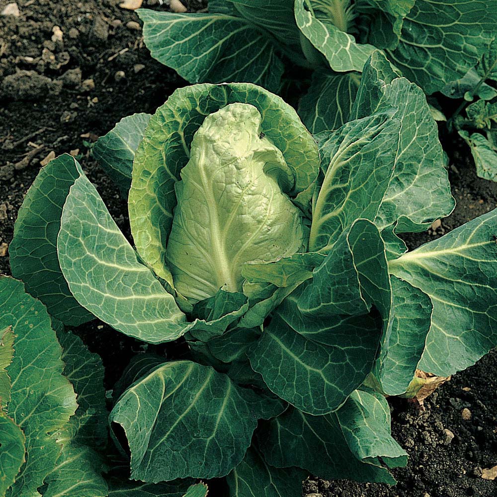 Image of Cabbage 'April' (Spring) (Seeds)