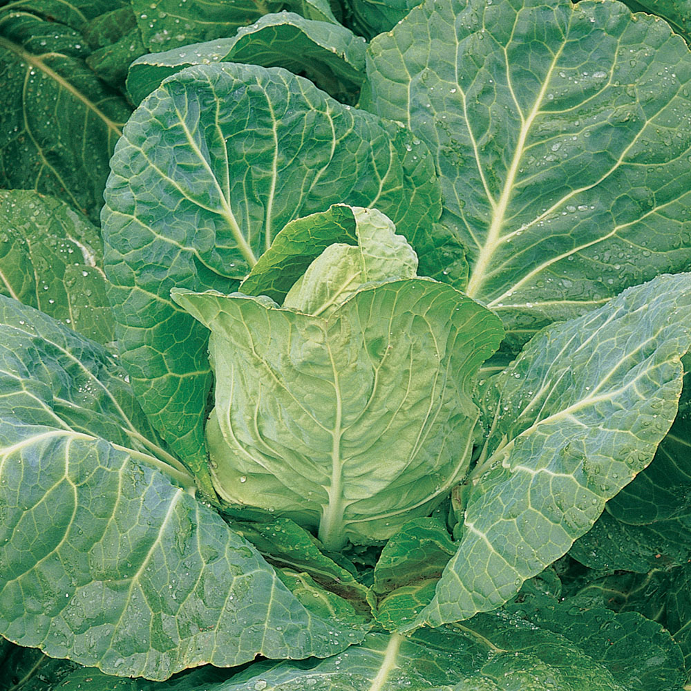 Cabbage 'Durham Early' (Spring) (Seeds)
