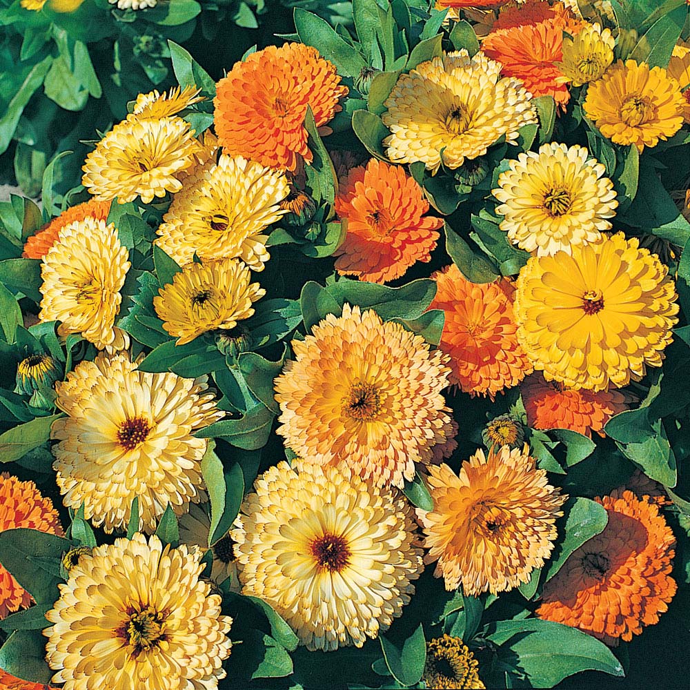 Calendula officinalis 'Art Shades Mixed' (Seeds)