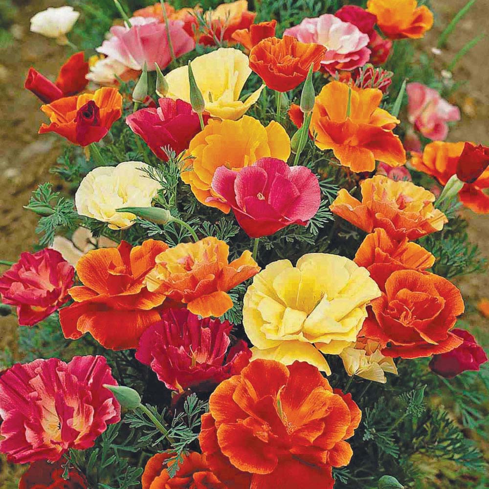 Californian Poppy 'Monarch Mixed' (Seeds)