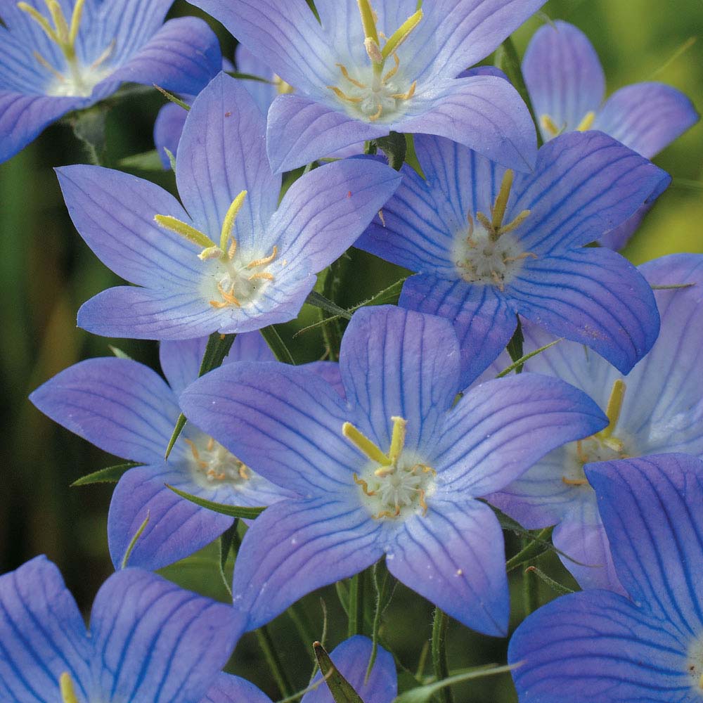 Campanula ramosissima 'Meteora' (Seeds)