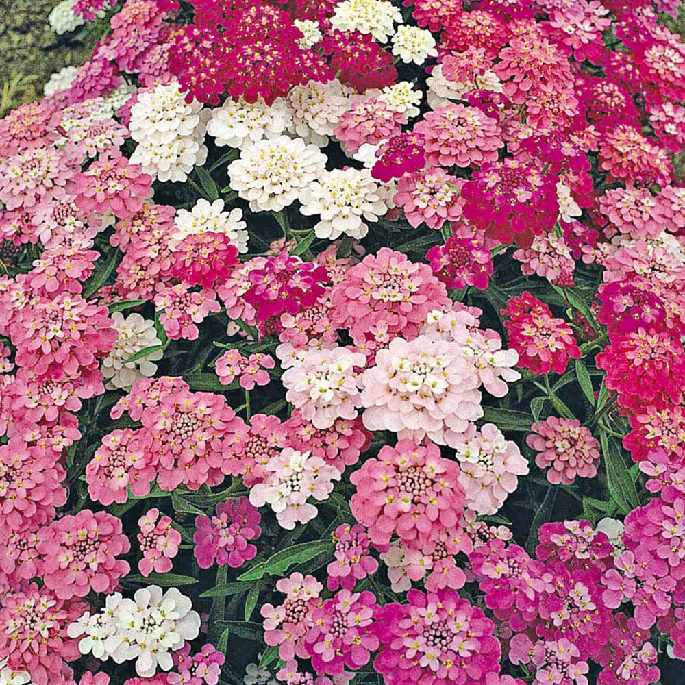 Candytuft 'Dwarf Fairyland Mixed' (Seeds)