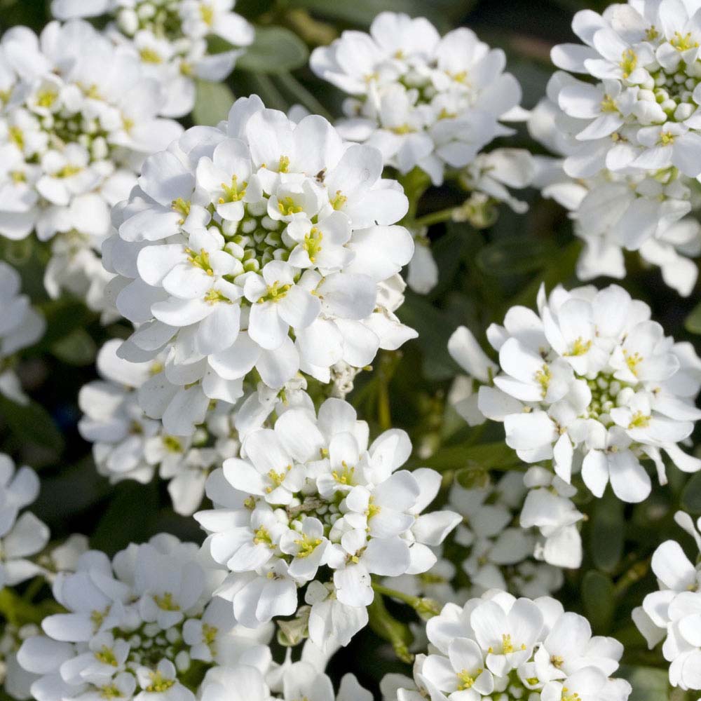 Candytuft 'Giant Hyacinth Flowered' (Seeds)